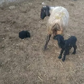 gozuly goyun boğaz goyun