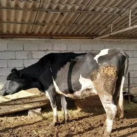 Golşdeỳin bogaz sygyr