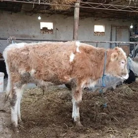 сментал окузче