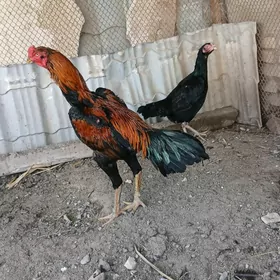 хораз и маки