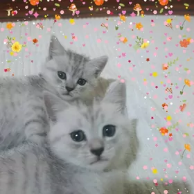 британские чистокровные котята