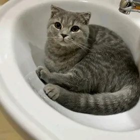 Шотландская кошка