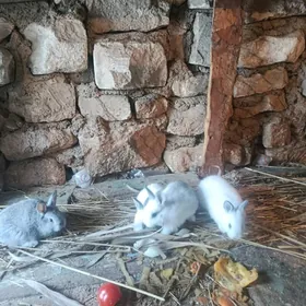 welikan towsan cagalary