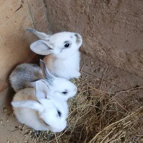 ARASSA WELİKAN TOWŞAN CAGALARY