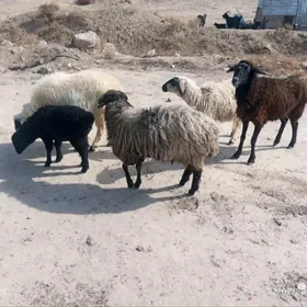 kuzly koyun we koçlar