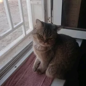 кошка британская 9 месяцев дев