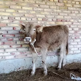 Öküz Arassa Şiwet 10 aýlyk