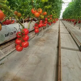 TEPLİSA. ( PARNİK )