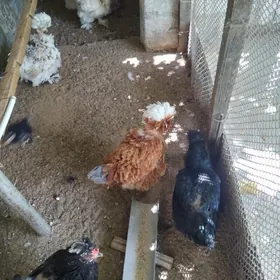 КУРИЦА-ПОРОДИСТАЯ.