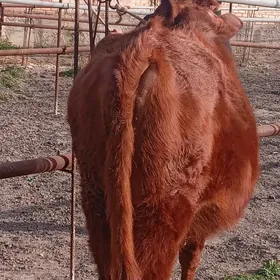 богаз унаджын