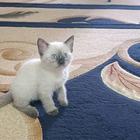 сиамский пишижек