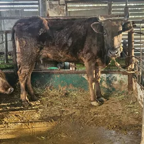 gibrit göleli sygyr