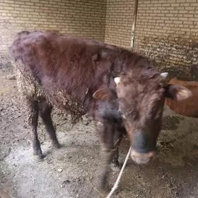 arginal burland okuz