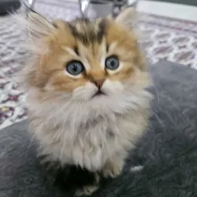 Мальчик хайленд