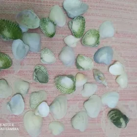 ракушки аквариум учин