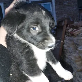 В добрые руки.