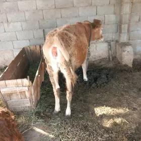 Tüwe iýmlenip duran