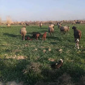 guzuly boğaz goyunlar