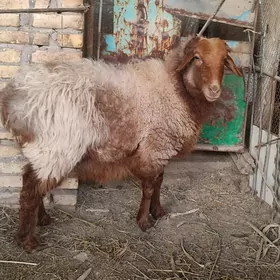 гойун гисир