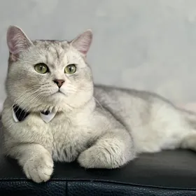 кот для свидания