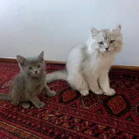 Pişik Şatlatnysky we Şinşina