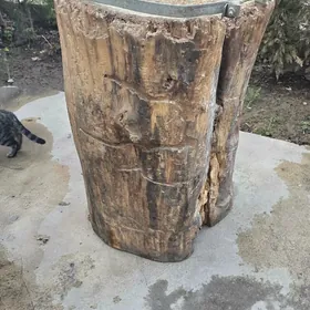 пенёк çapgy et