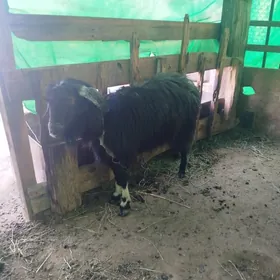 gysyr bogaz geçiler