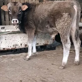 arginal śwes tohum okuz