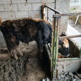 Tohum öküz 1 ýaş.