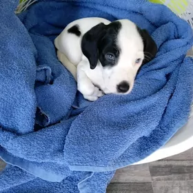 охотничий щенок