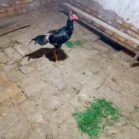 хоарххораз