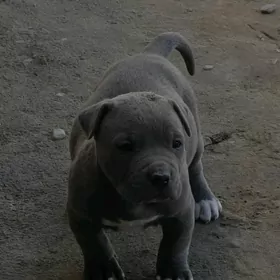 pitbul