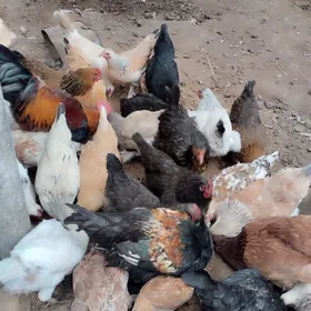 Куры молодые