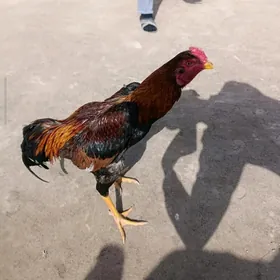 horaz jüýje baýsy