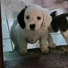 В добрые руки спаниельки щенки