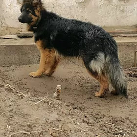 немецкий афчарка