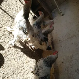 ýaş horazla bram gigant