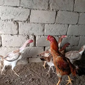 байсовый.   тохум