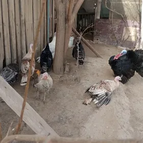 матка индуклвр