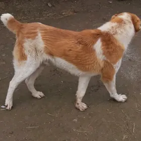 IT.  KQPEK. ADI. AXAL. 11 Ai