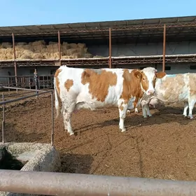 симментал сыгырлар