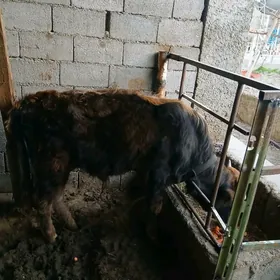 Şwes öküz 1 ýaş