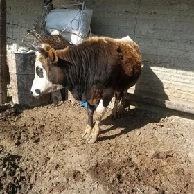 okuz. bakylan öküz