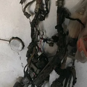 dudy avlon mator tok