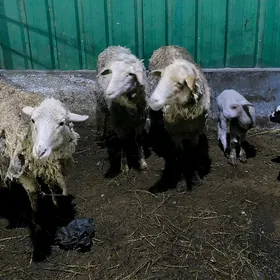 гузылы гоюн