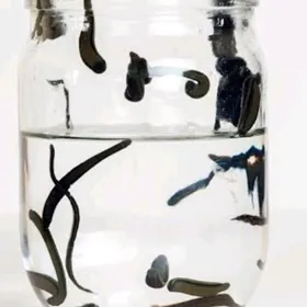 sùlùk пиявка