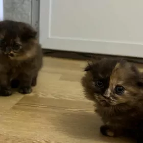 вислоухие котята