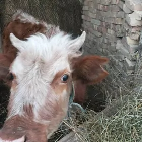 bogaz 7 aylk gunajyn