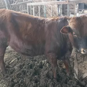 Ýaşajyk öküzler bakylan