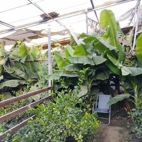 banan apelsin mandarin malina